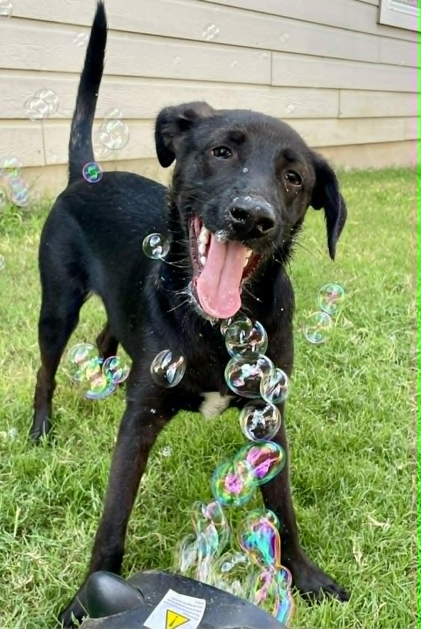 Styx McGhee, a ADOPTABLE mixed breed in Austin , TX image 3/6