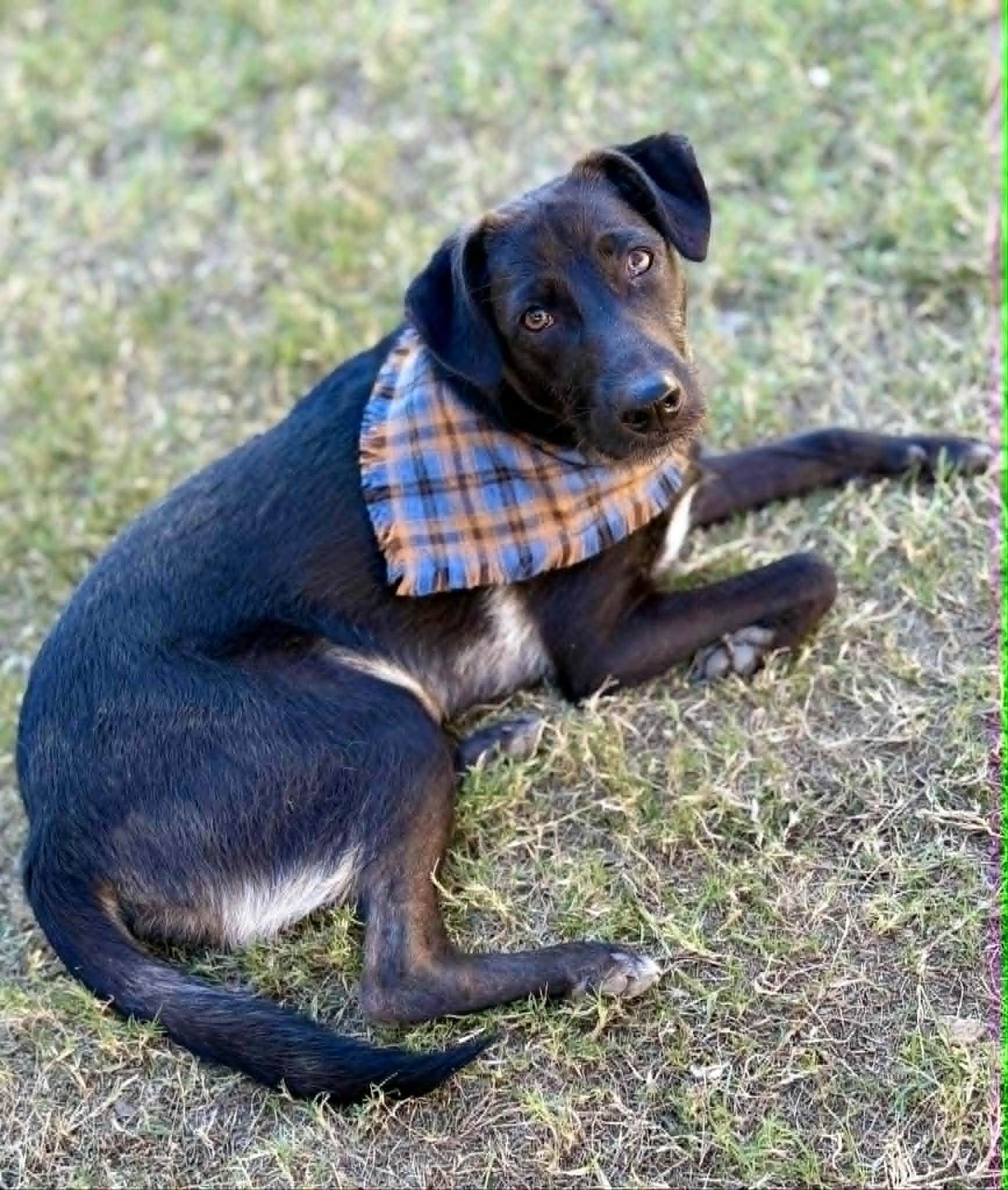 Styx McGhee, a ADOPTABLE mixed breed in Austin , TX image 4/6
