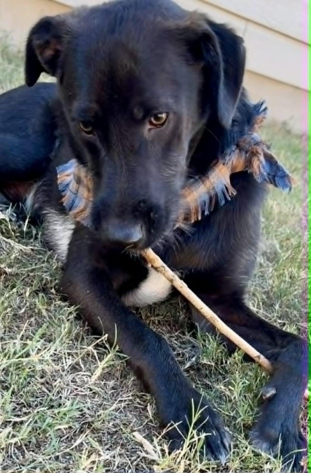 Styx McGhee, a ADOPTABLE mixed breed in Austin , TX image 5/6