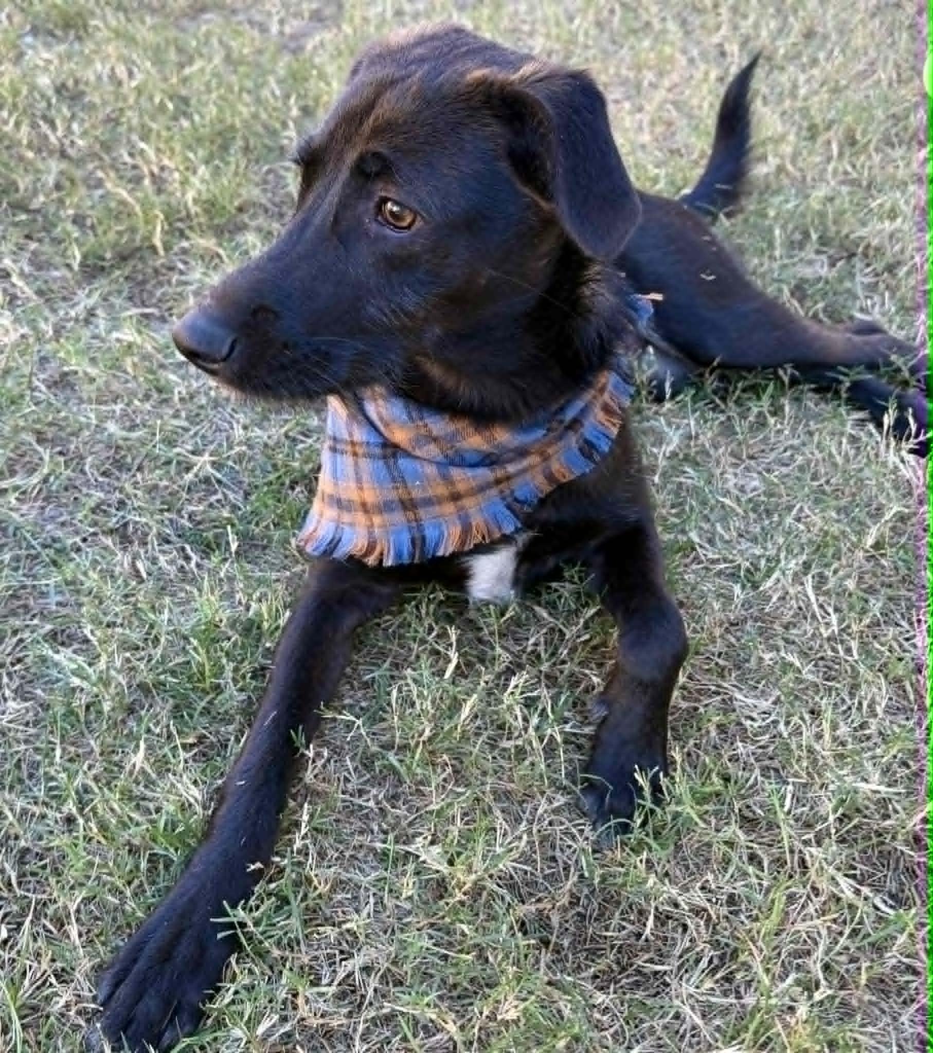 Styx McGhee, a ADOPTABLE mixed breed in Austin , TX image 6/6