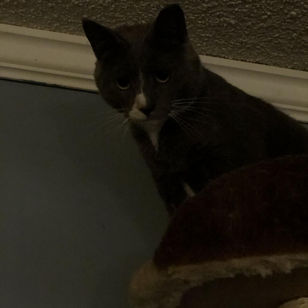 Greyjoy - Barn/Working Cat, a Adoptable mixed breed in ATOKA, TN image 2/3