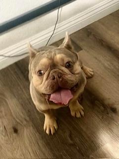 Enlarge Hopper, a Adoption Pending French Bulldog in Mesa, AZ image 1/6