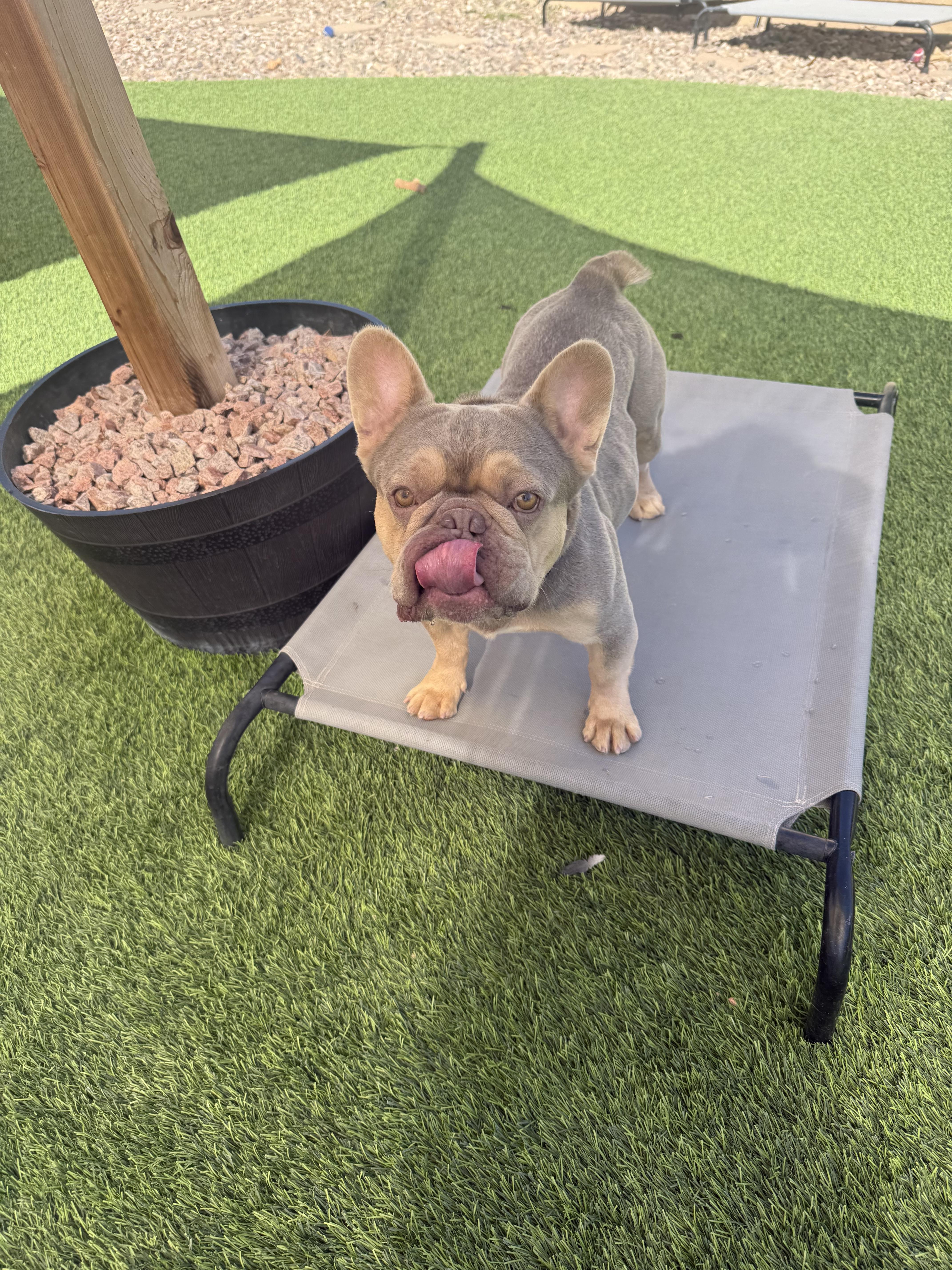 Enlarge Hopper, a Adoption Pending French Bulldog in Mesa, AZ image 2/6