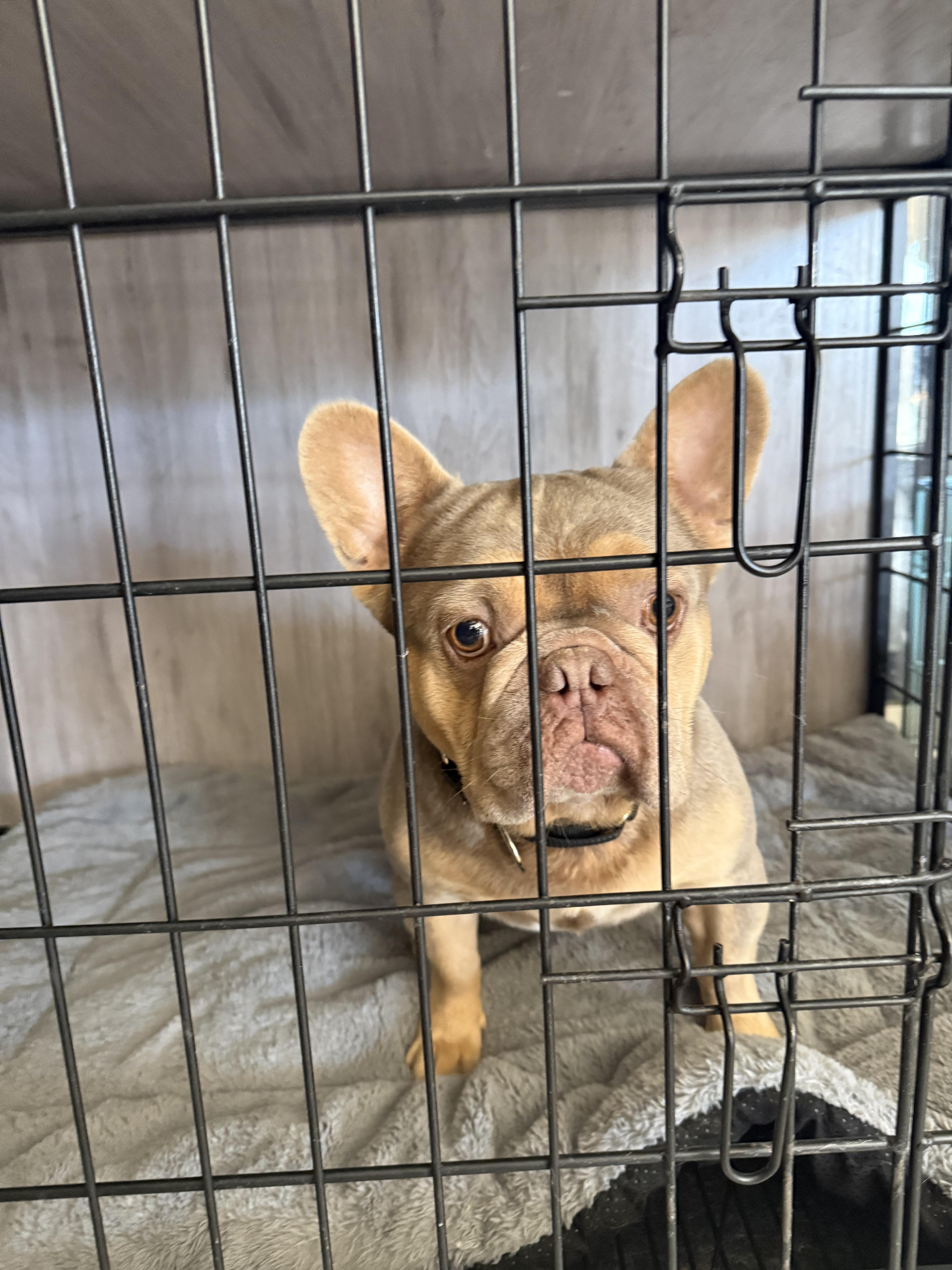 Enlarge Hopper, a Adoption Pending French Bulldog in Mesa, AZ image 3/6