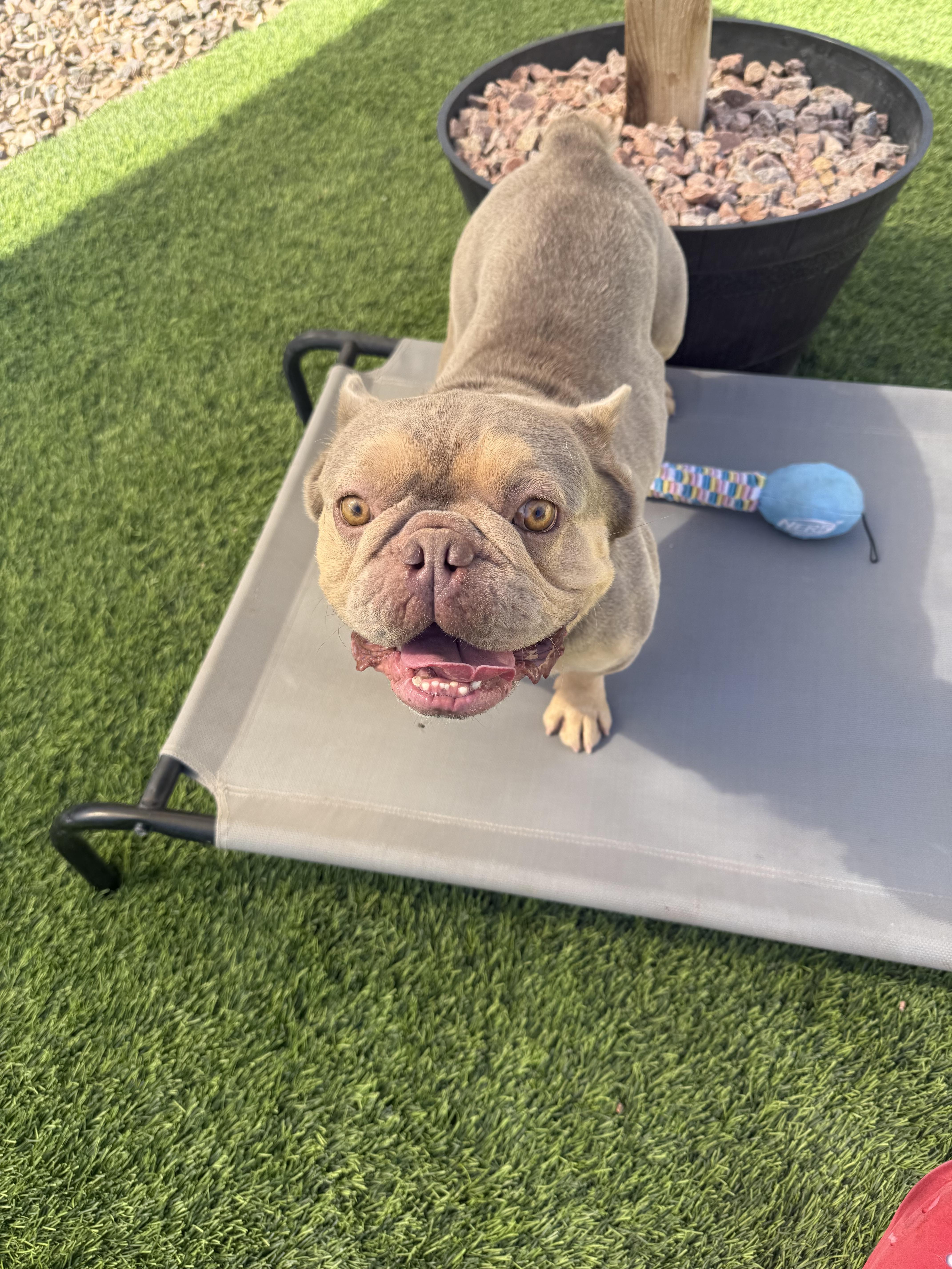 Enlarge Hopper, a Adoption Pending French Bulldog in Mesa, AZ image 4/6