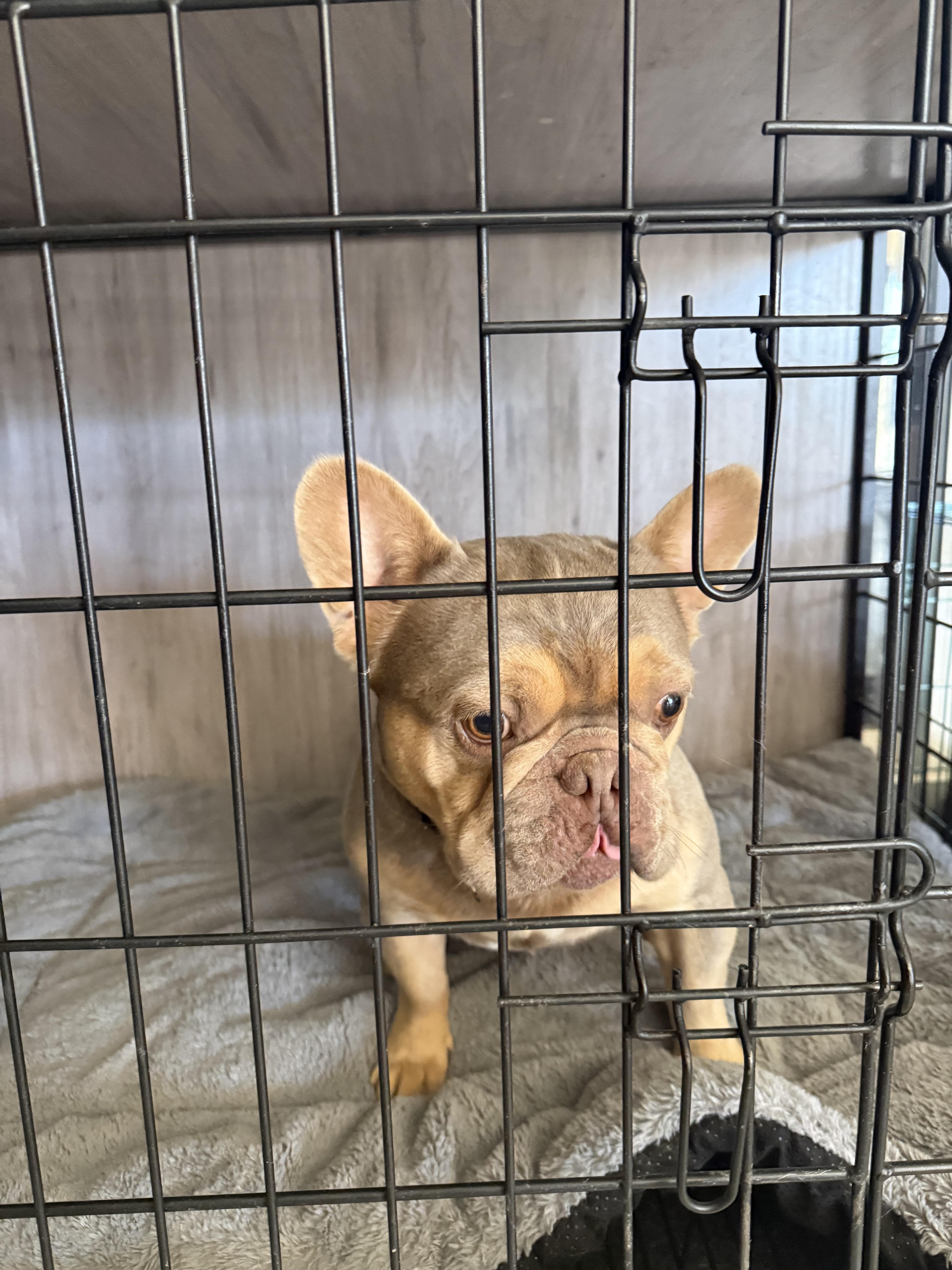 Enlarge Hopper, a Adoption Pending French Bulldog in Mesa, AZ image 5/6