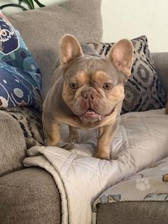 Enlarge Hopper, a Adoption Pending French Bulldog in Mesa, AZ image 6/6