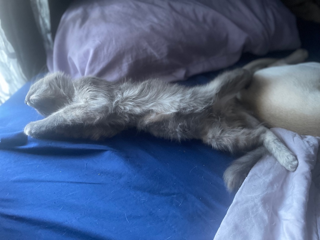 Jade, Adopted, Kitten Female Domestic Medium Hair & Maine Coon.