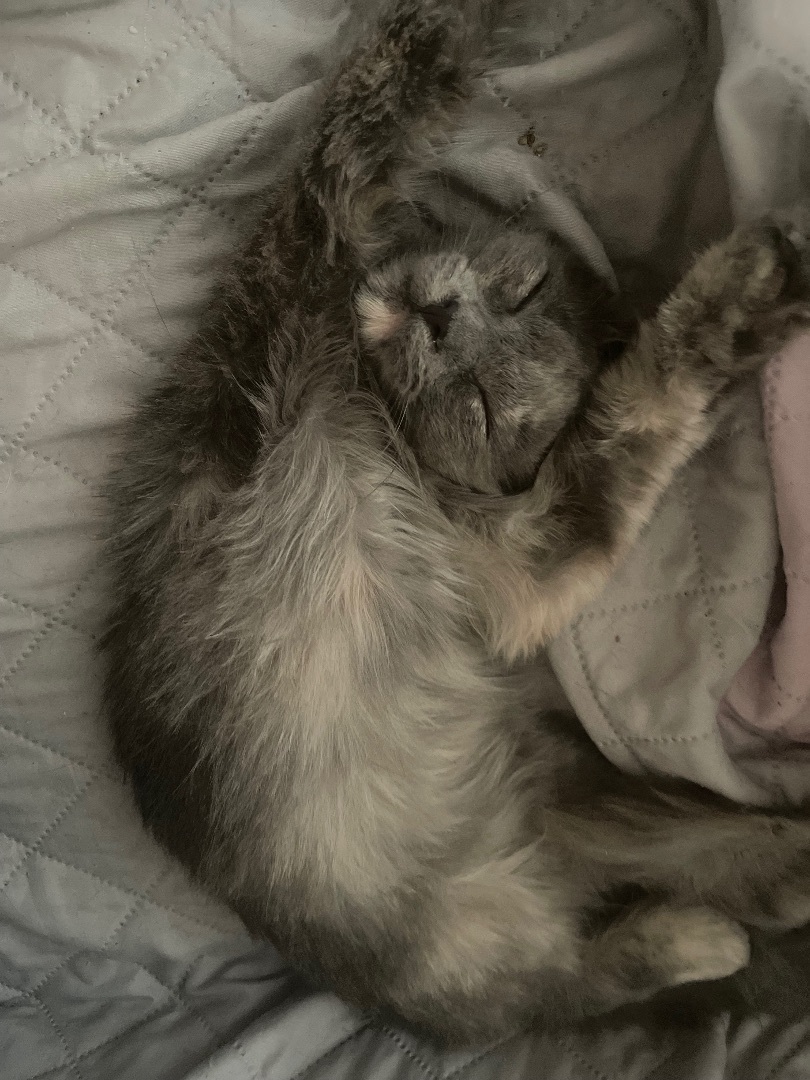 Jade, a Adopted mixed breed in Costa Mesa, CA image 2/4