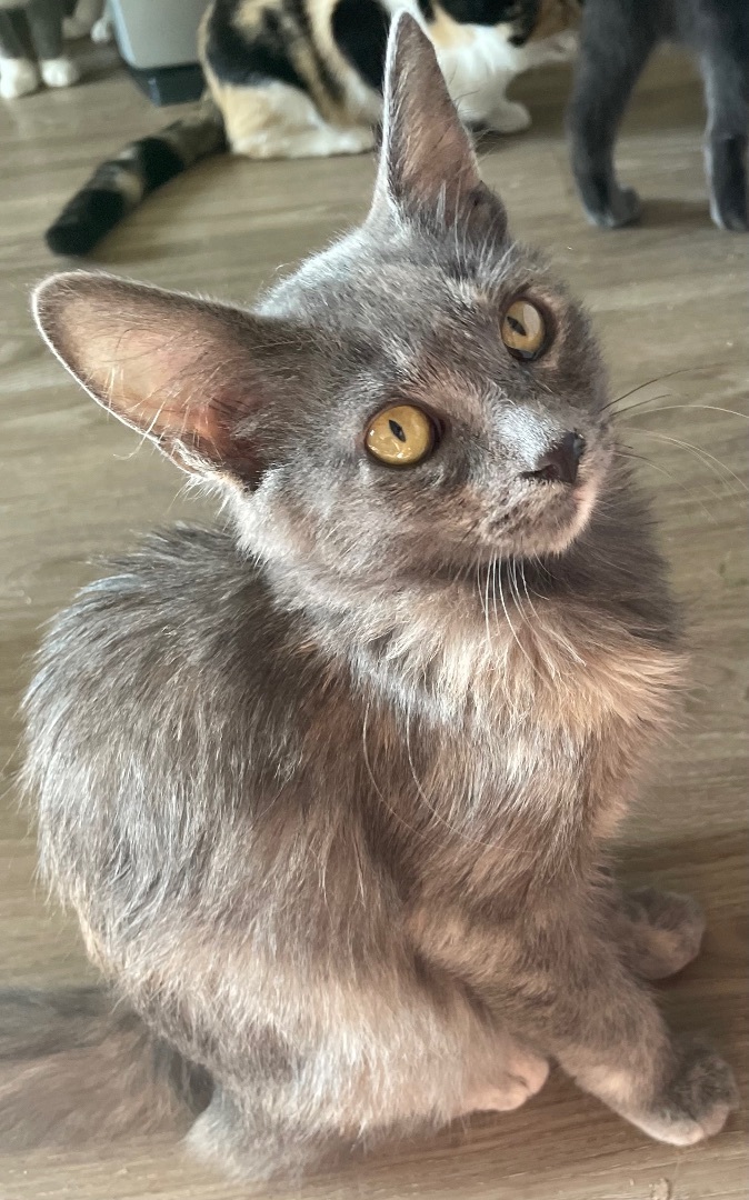 Jade, a Adopted mixed breed in Costa Mesa, CA image 3/4