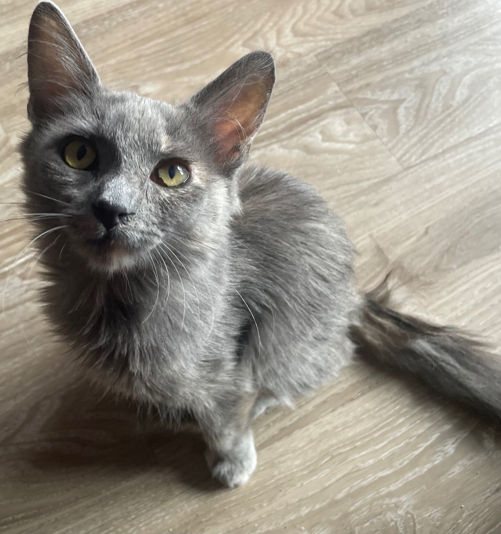 Jade, a Adopted mixed breed in Costa Mesa, CA image 4/4