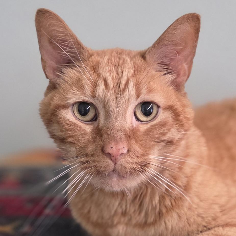 Oliver, Adoptable, Adult Male Domestic Short Hair.