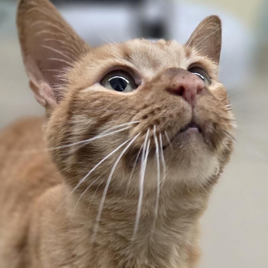 Oliver, a Adoptable Domestic Short Hair in Pittsford, VT image 2/5