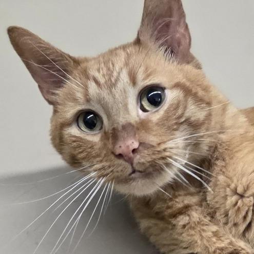 Oliver, a Adoptable Domestic Short Hair in Pittsford, VT image 3/5