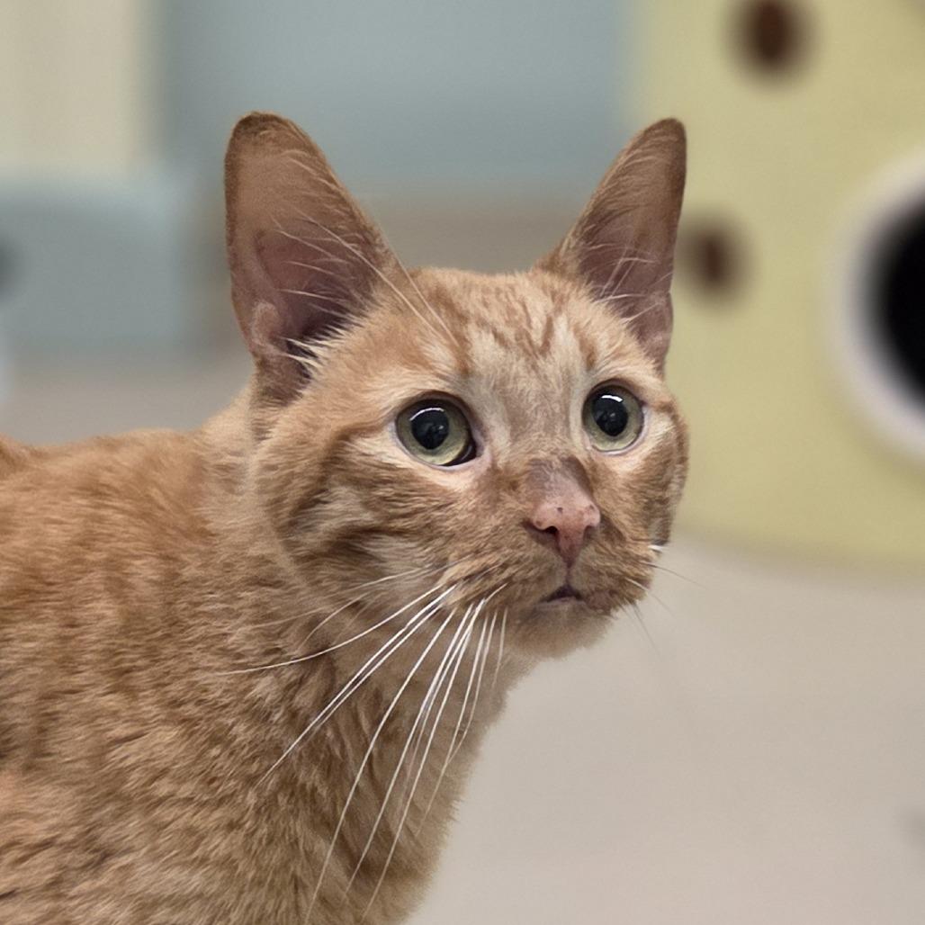 Oliver, a Adoptable Domestic Short Hair in Pittsford, VT image 4/5