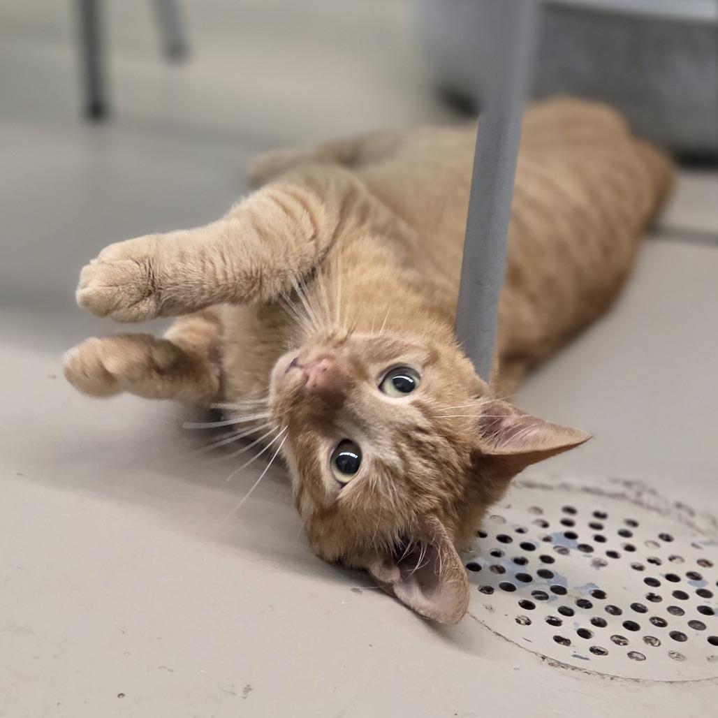 Oliver, a Adoptable Domestic Short Hair in Pittsford, VT image 5/5