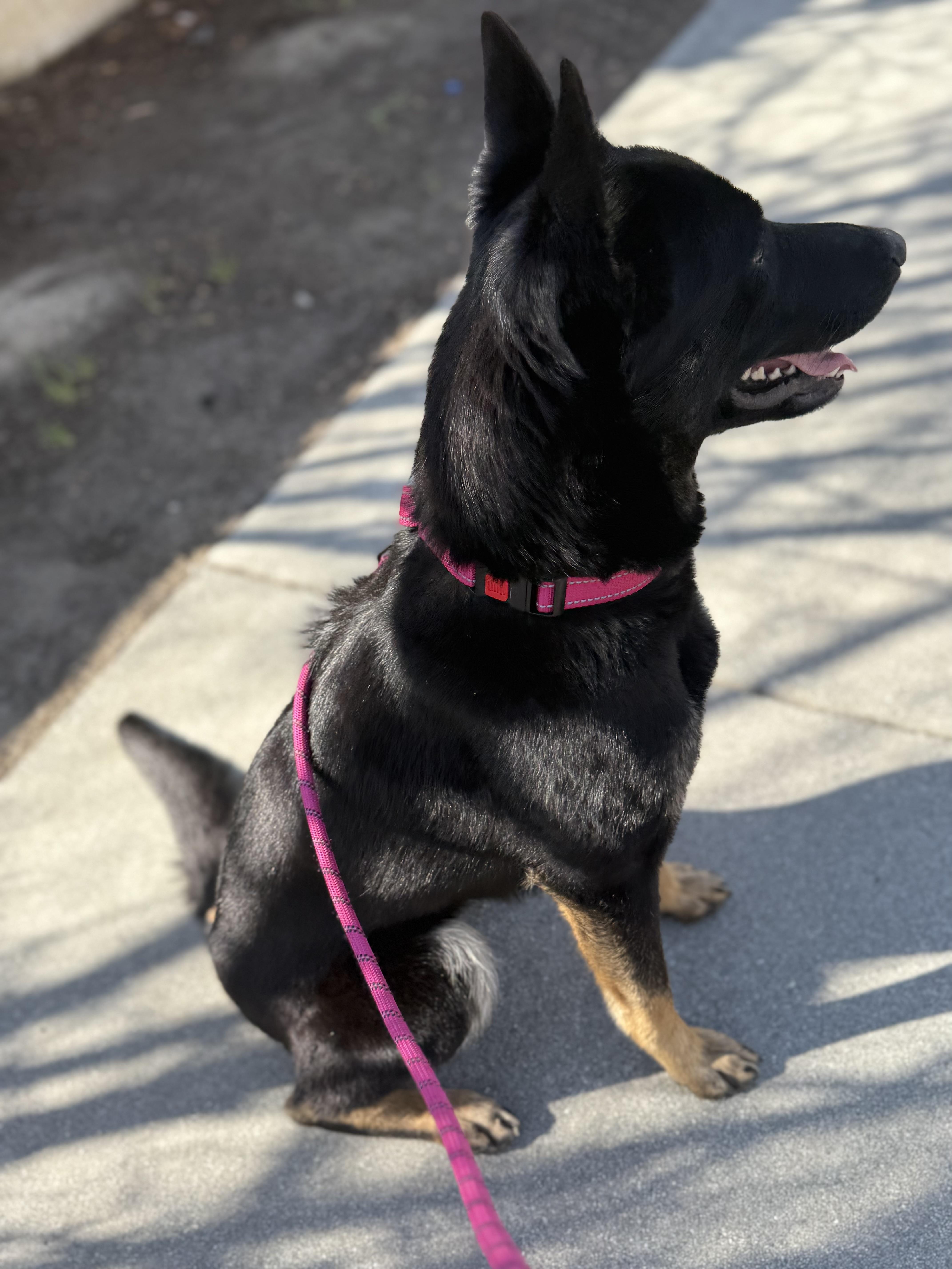 Enlarge Gemma, a Adoptable mixed breed in La Quinta , CA image 5/5