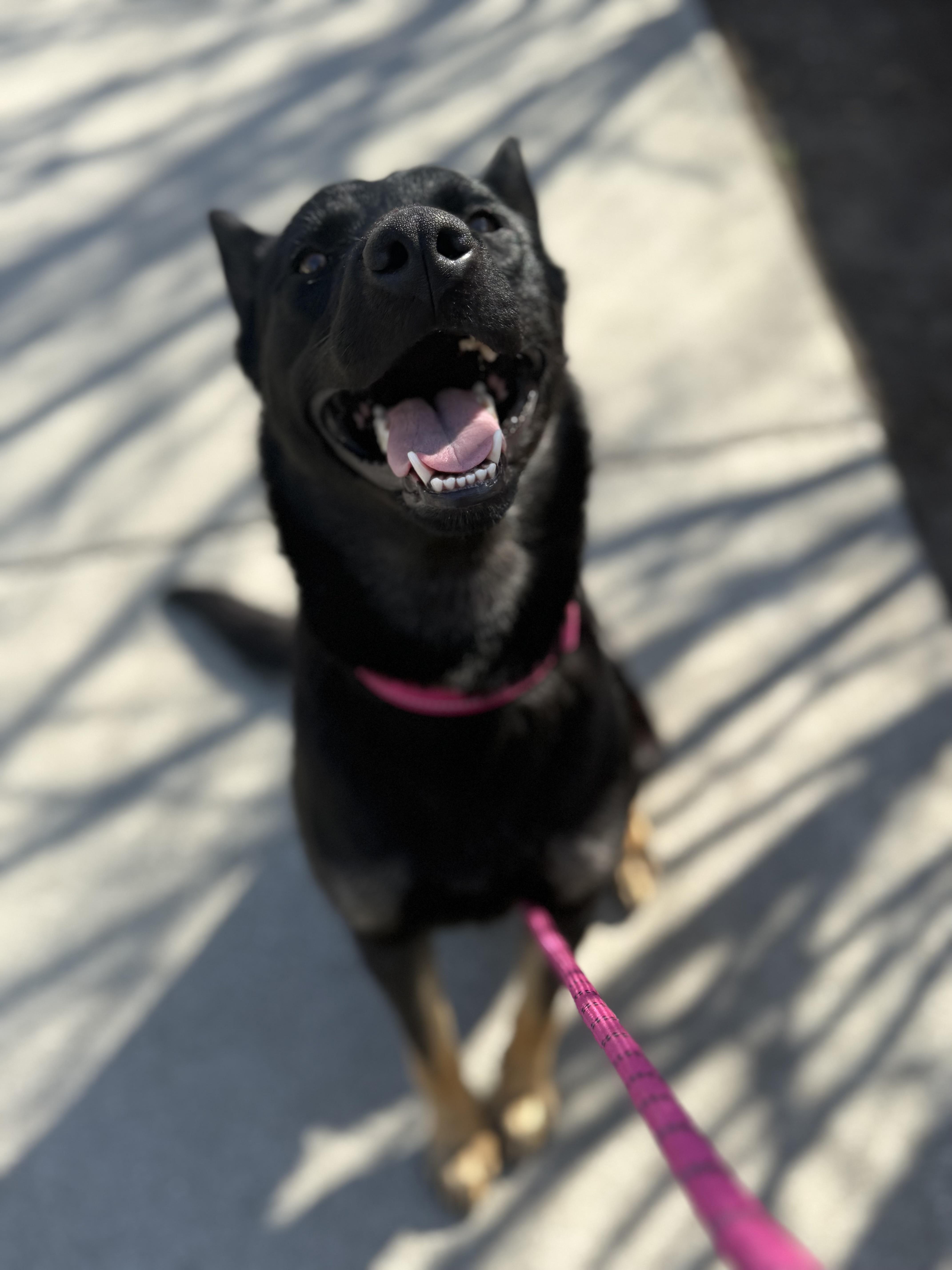 Enlarge Gemma, a Adoptable mixed breed in La Quinta , CA image 2/5