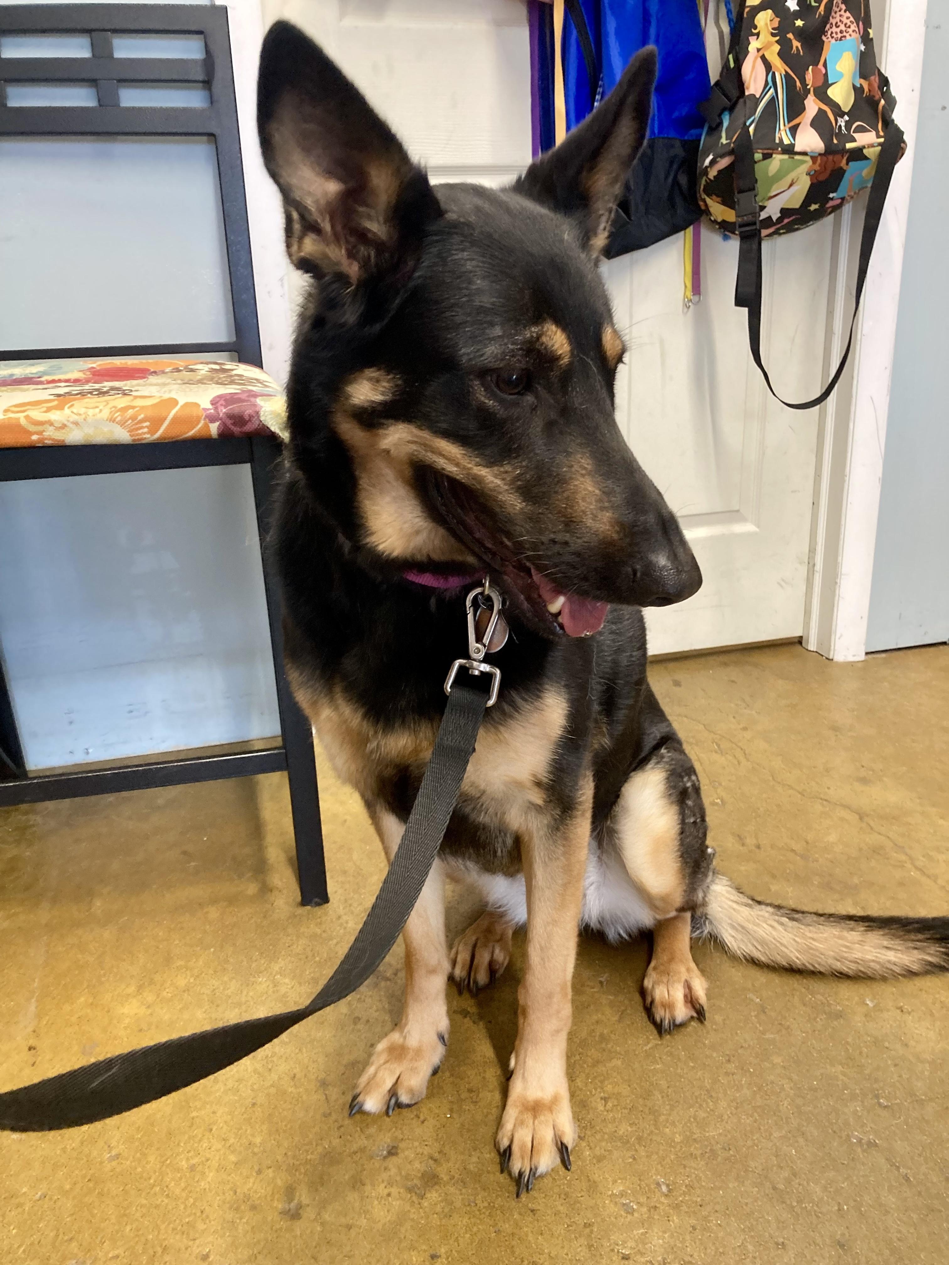 Enlarge Coco, an adoptable German Shepherd Dog in Cincinnati, OH image 4/6