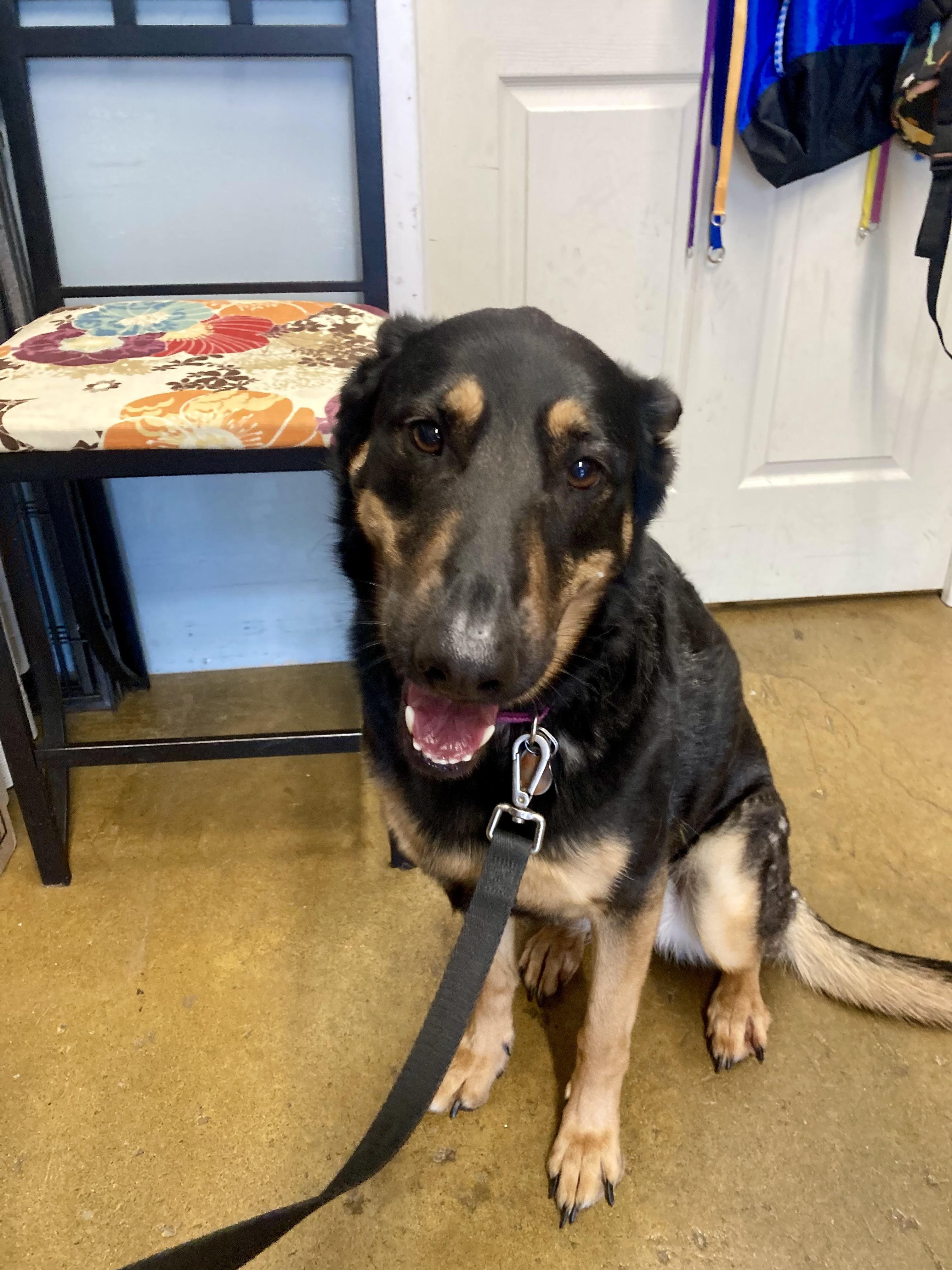 Coco, adoptable, Adult Female German Shepherd Dog.