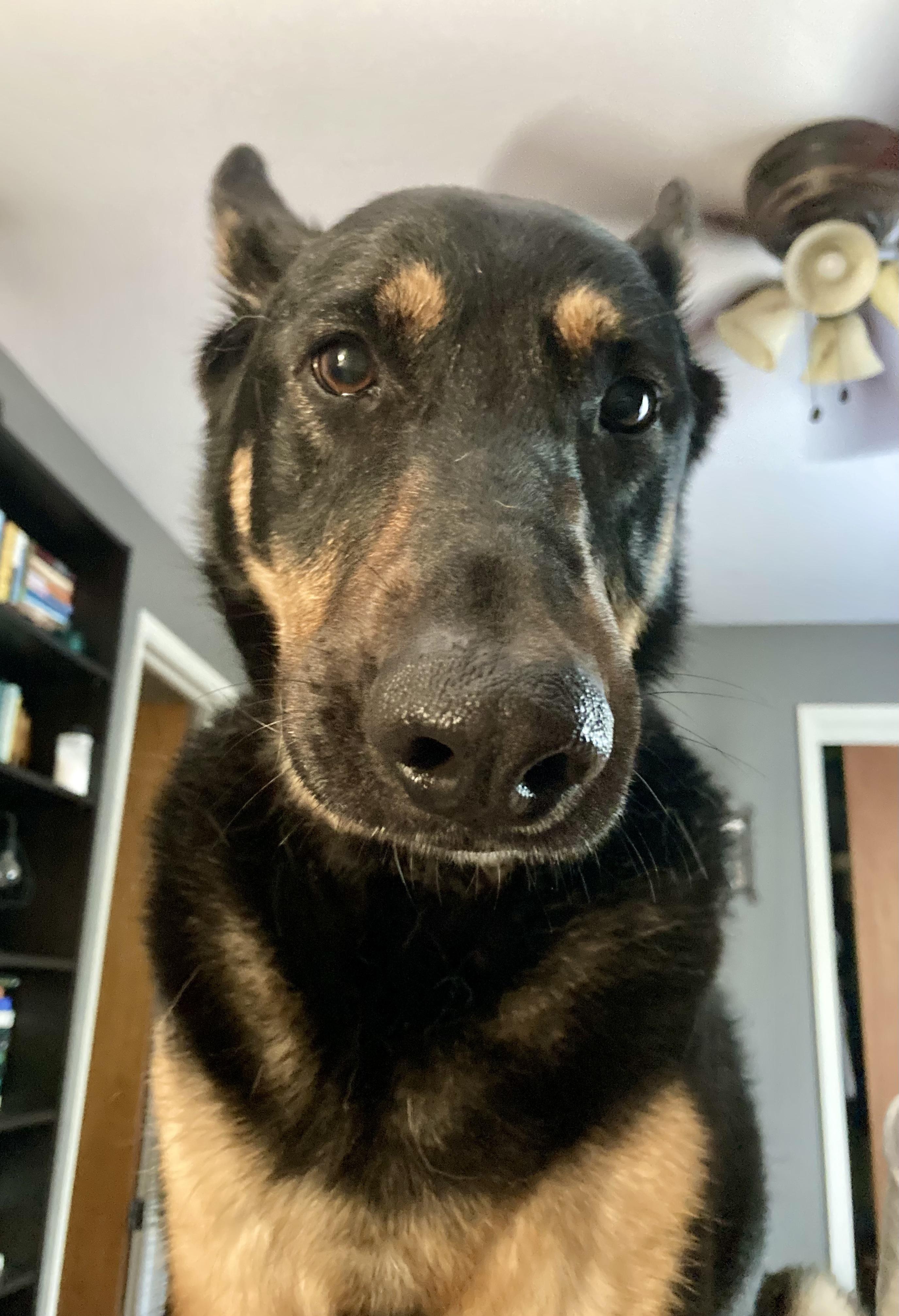 Enlarge Coco, an adoptable German Shepherd Dog in Cincinnati, OH image 6/6