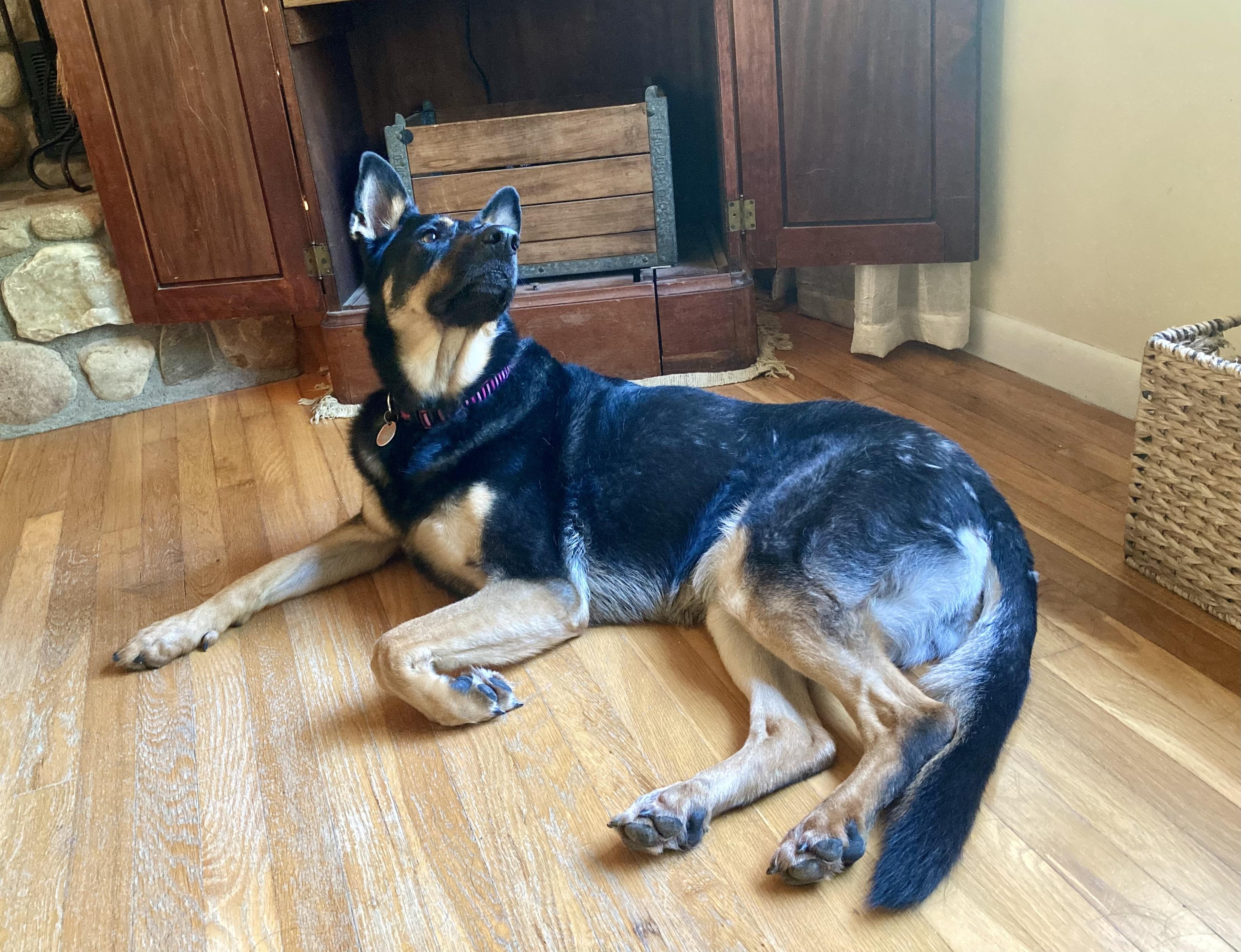 Enlarge Coco, an adoptable German Shepherd Dog in Cincinnati, OH image 2/6