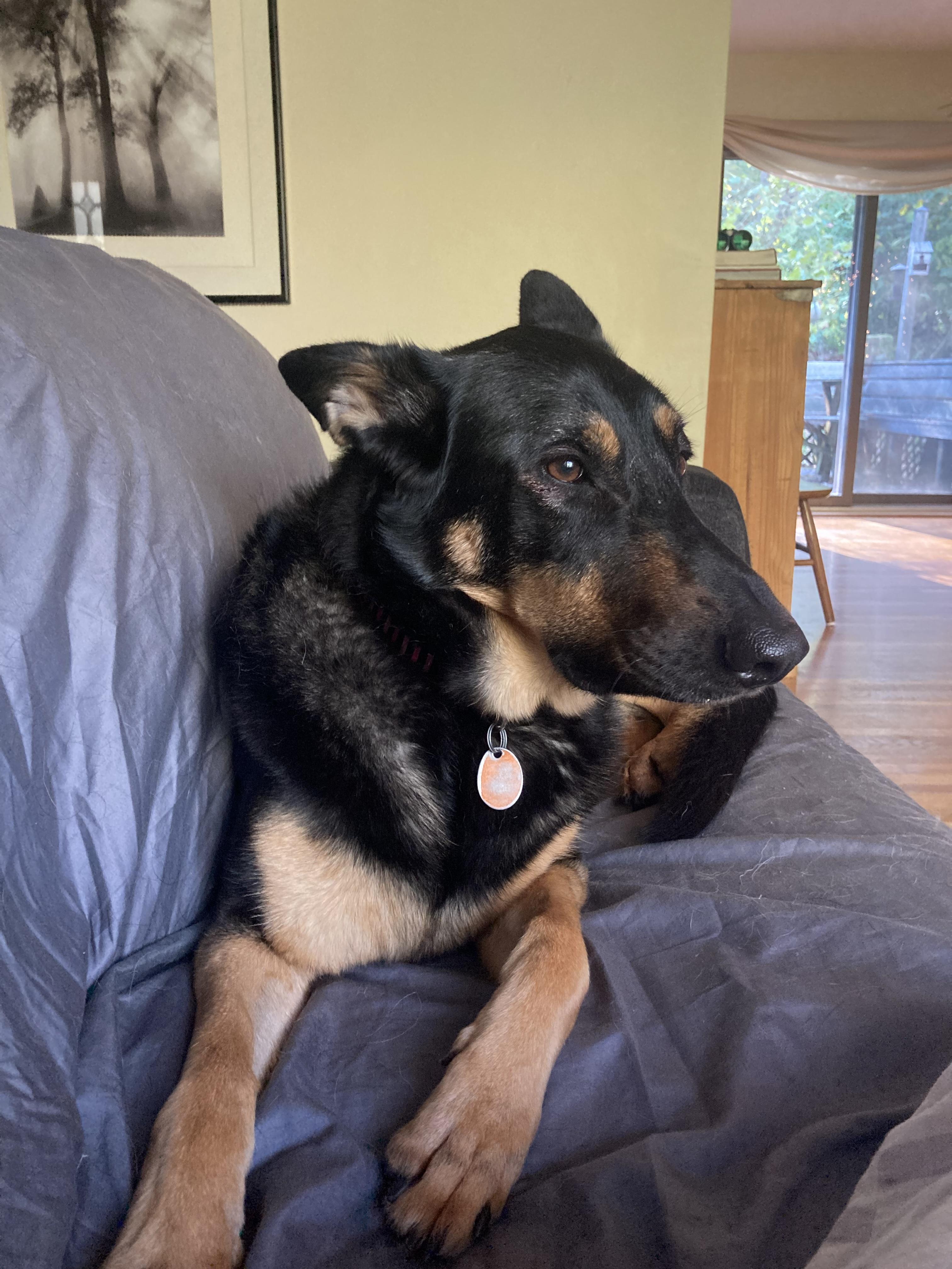 Enlarge Coco, an adoptable German Shepherd Dog in Cincinnati, OH image 5/6