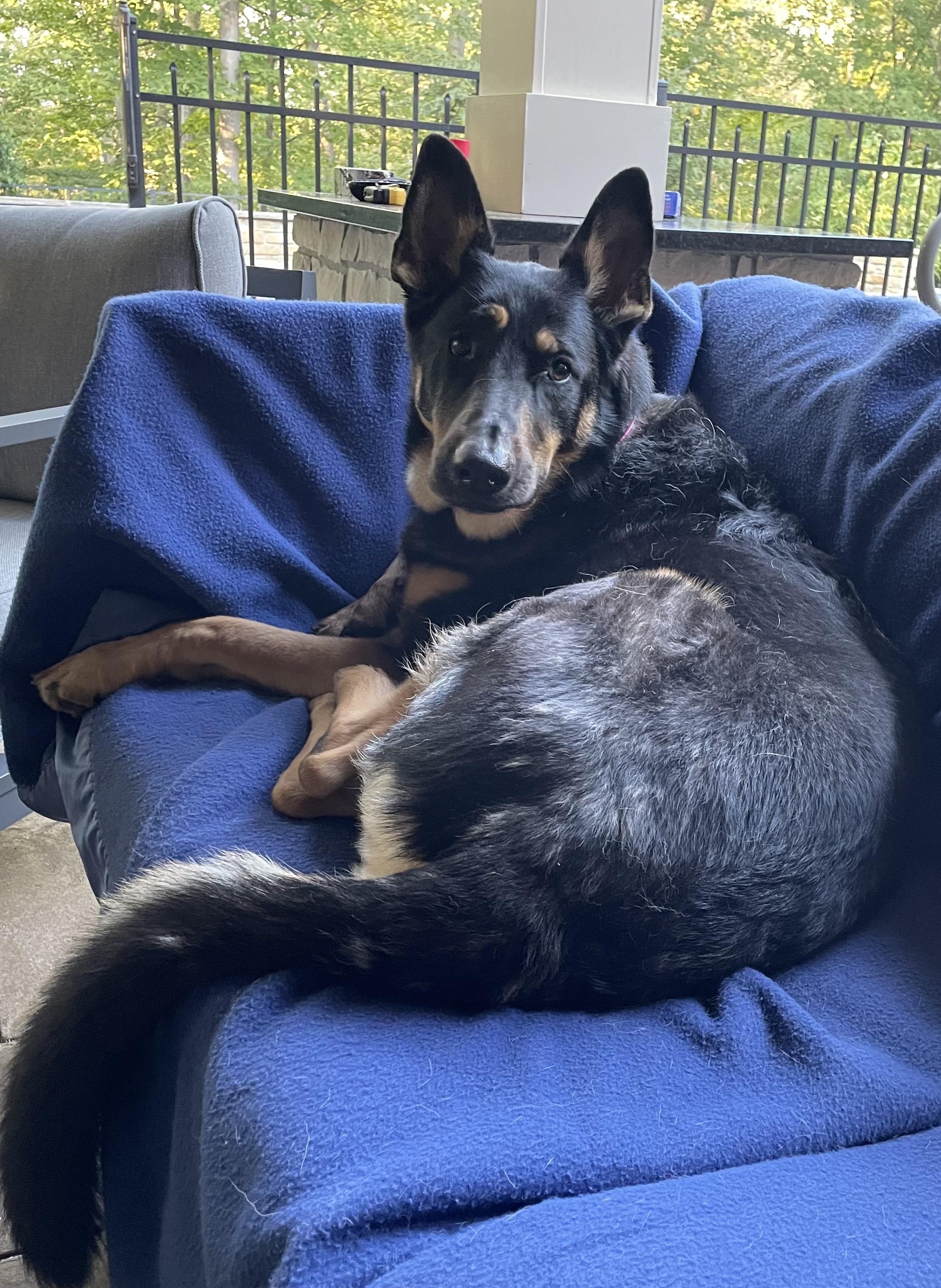 Coco, adoptable, Adult Female German Shepherd Dog.