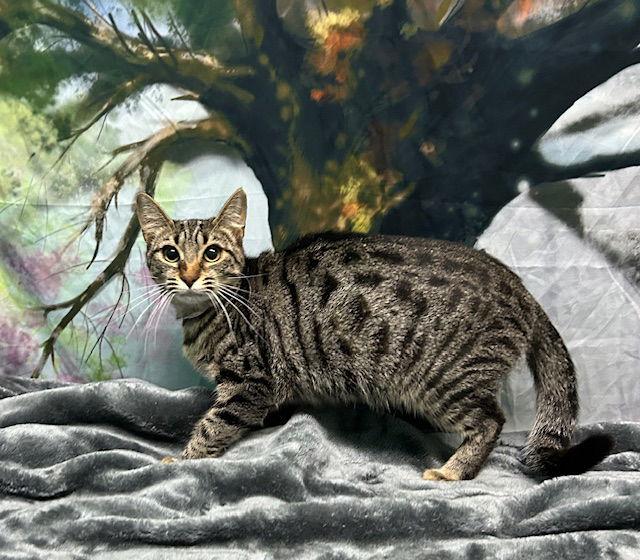 251246 Greyfoot — thumbnail 2