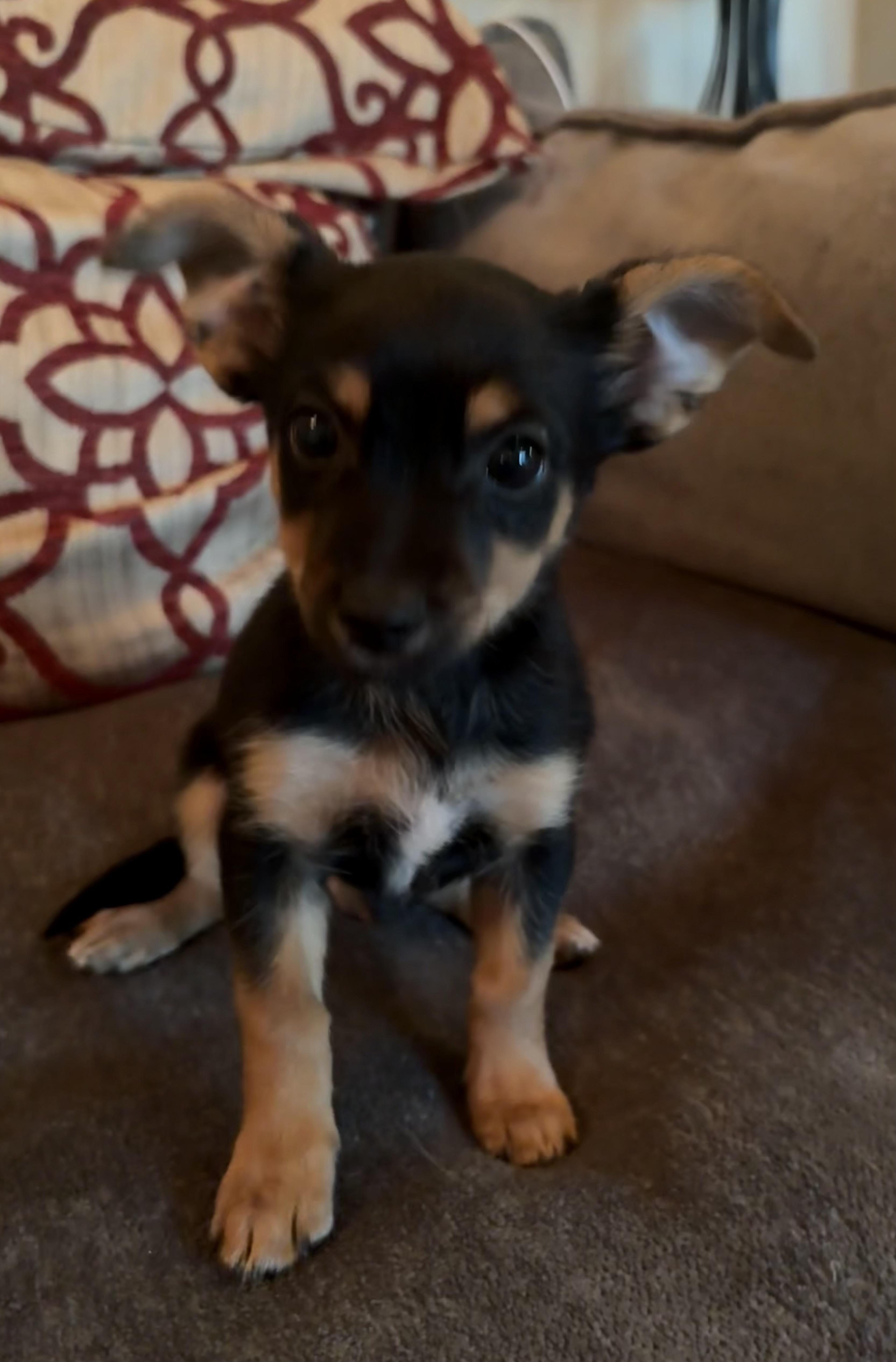 Enlarge Denver, a Adoptable mixed breed in Concord, CA image 2/4