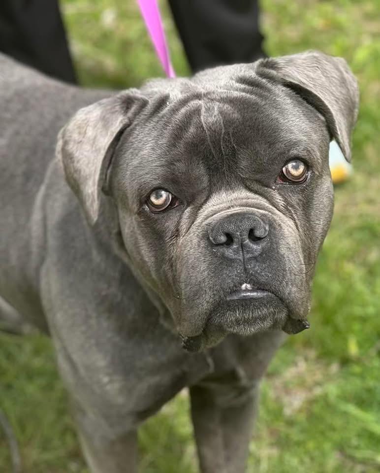 Icee, adopted, Young Male Cane Corso.