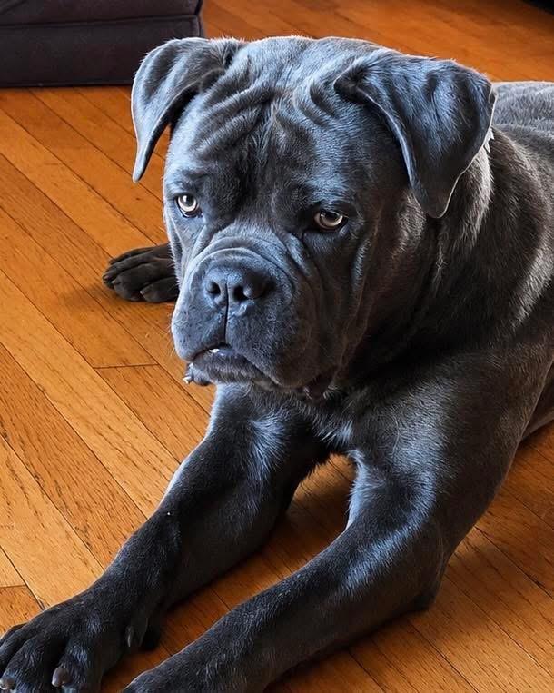 Enlarge Icee, an adopted Cane Corso in Wappingers Falls, NY image 2/2