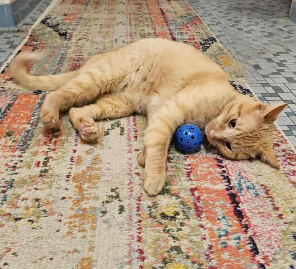 Bumblebean, Adoptable, Young Male Domestic Short Hair.