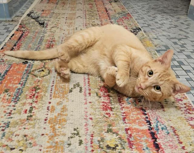 Enlarge Bumblebean, a Adoptable mixed breed in Pawtucket, RI image 2/4