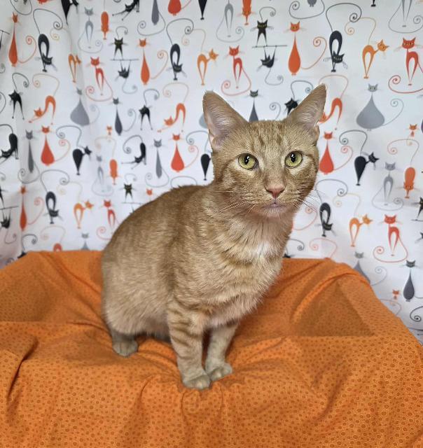 Enlarge Bumblebean, a Adoptable mixed breed in Pawtucket, RI image 3/4