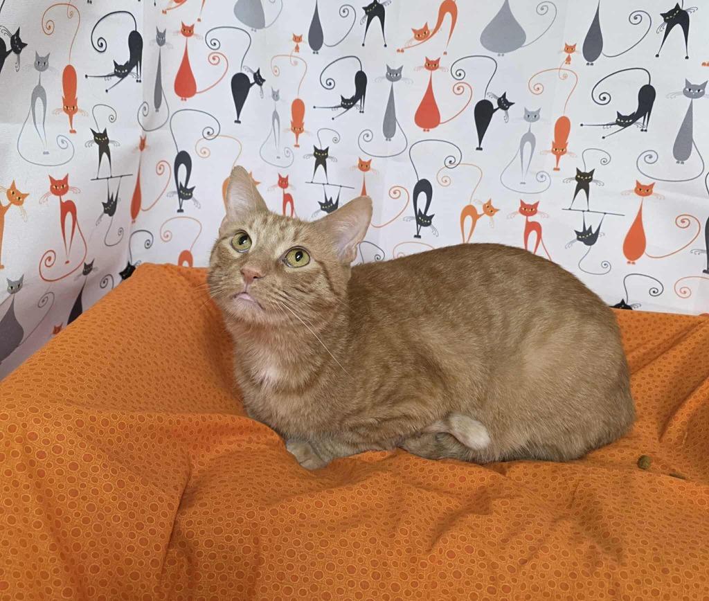 Enlarge Bumblebean, a Adoptable mixed breed in Pawtucket, RI image 4/4