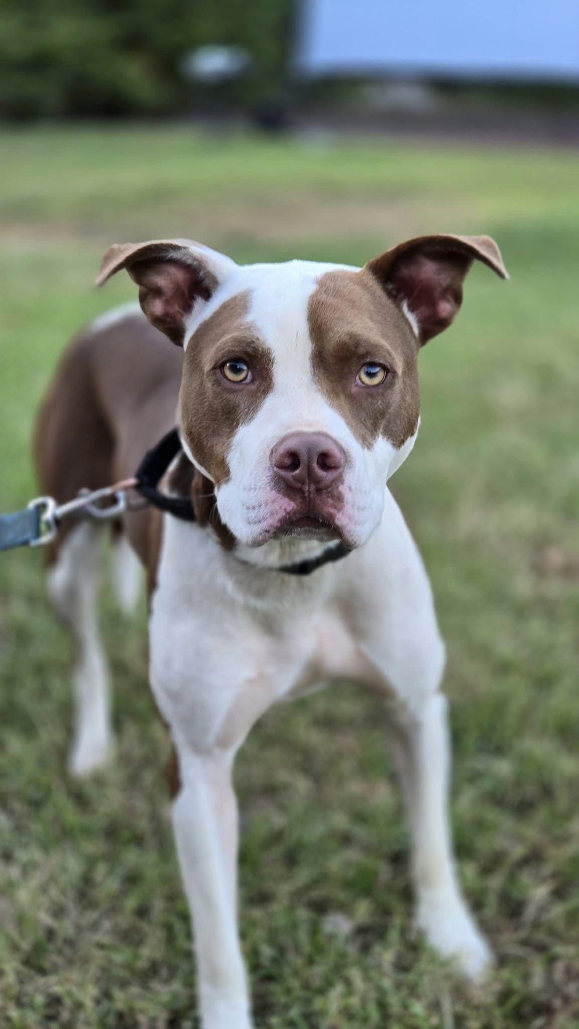 Enzo, a Adoptable mixed breed in Forest, VA image 1/3