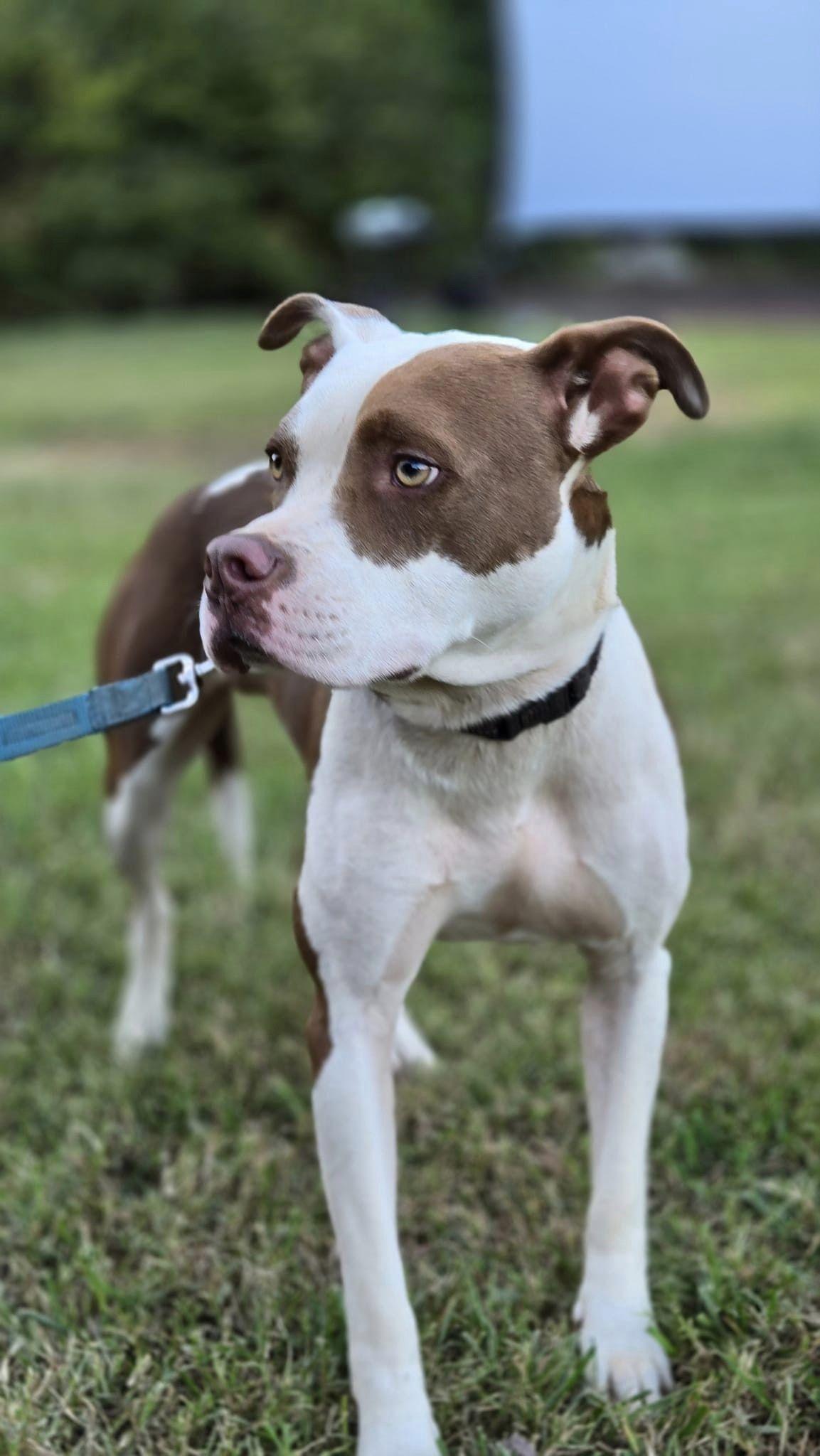 Enzo, a Adoptable mixed breed in Forest, VA image 2/3