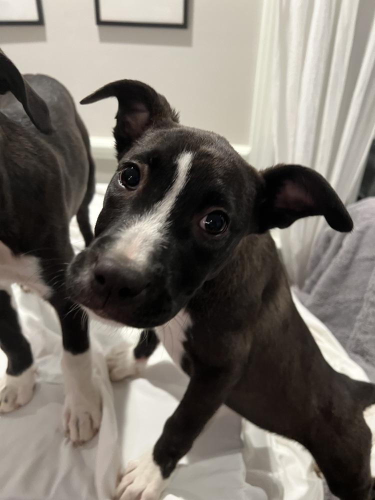 Daisy, Adoptable, Puppy Female Labrador Retriever & Pit Bull Terrier.