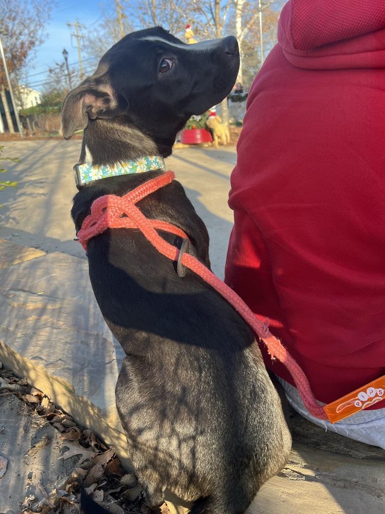 Enlarge Daisy, a Adoptable mixed breed in Wake Forest, NC image 2/4