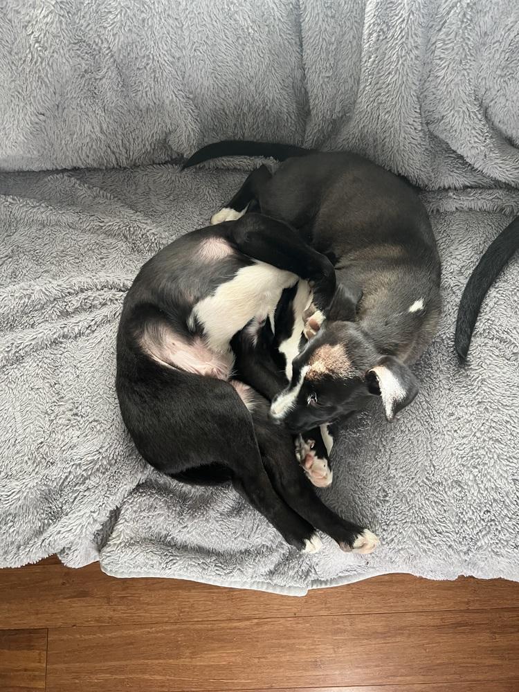 Enlarge Daisy, a Adoptable mixed breed in Wake Forest, NC image 2/3