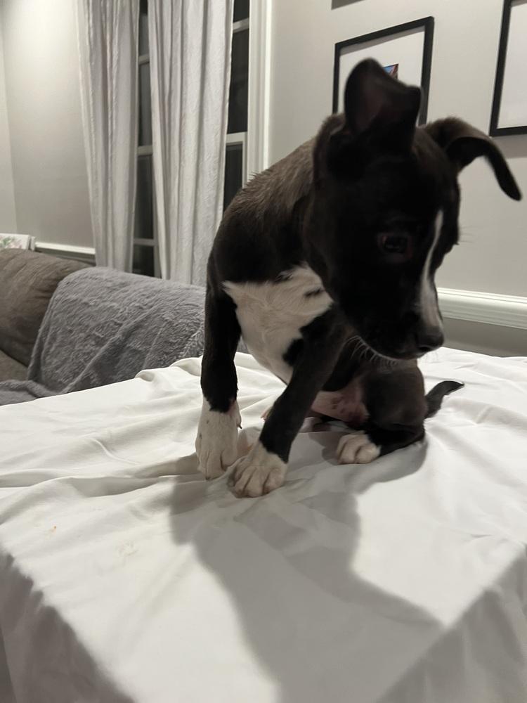 Enlarge Daisy, a Adoptable mixed breed in Wake Forest, NC image 3/3