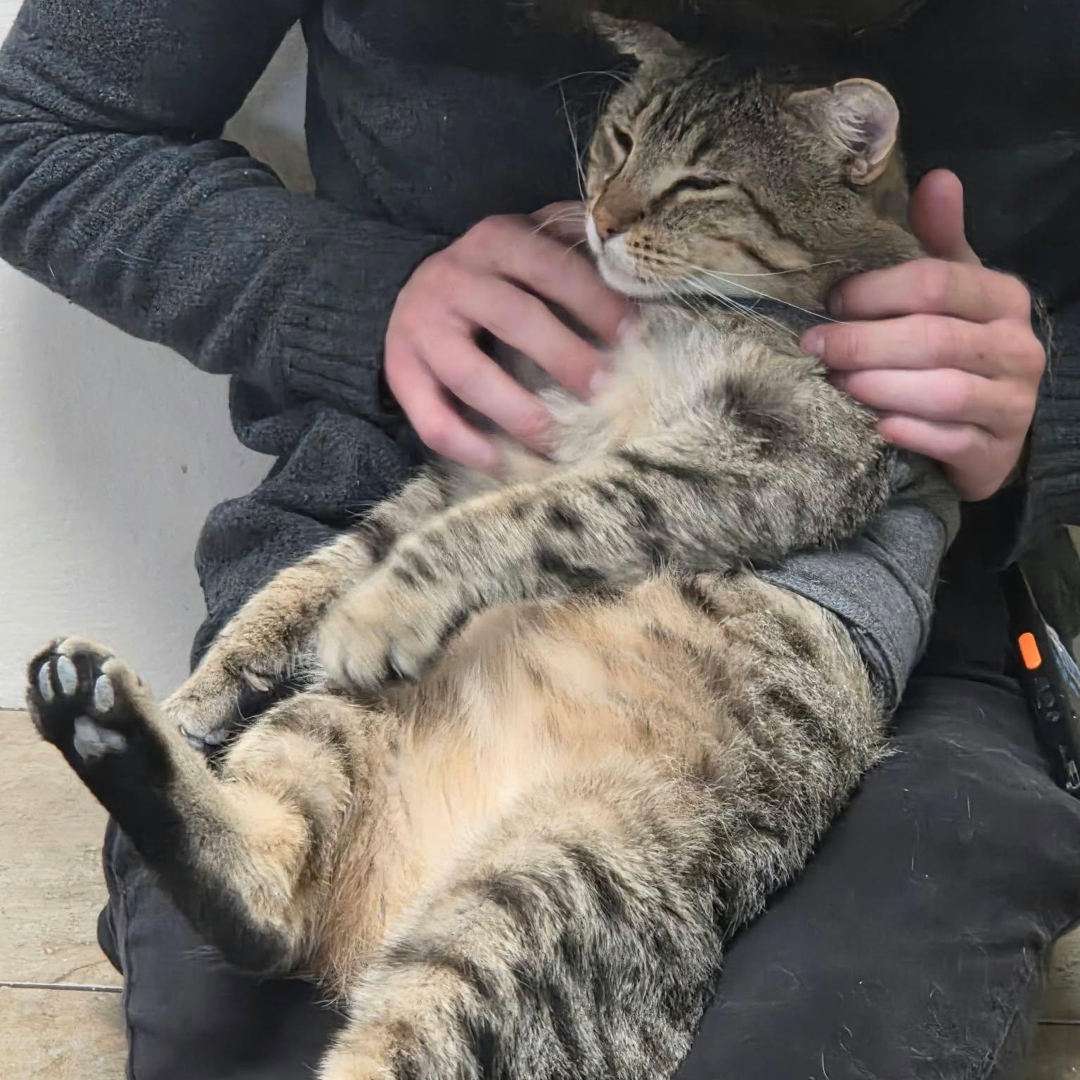 Enlarge Brutus, a Adoptable Domestic Short Hair in Canon City, CO image 2/2