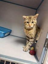 Brutus, ADOPTABLE, Adult Male Domestic Short Hair.