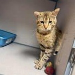 Enlarge Brutus, a Adoptable Domestic Short Hair in Canon City, CO image 1/2