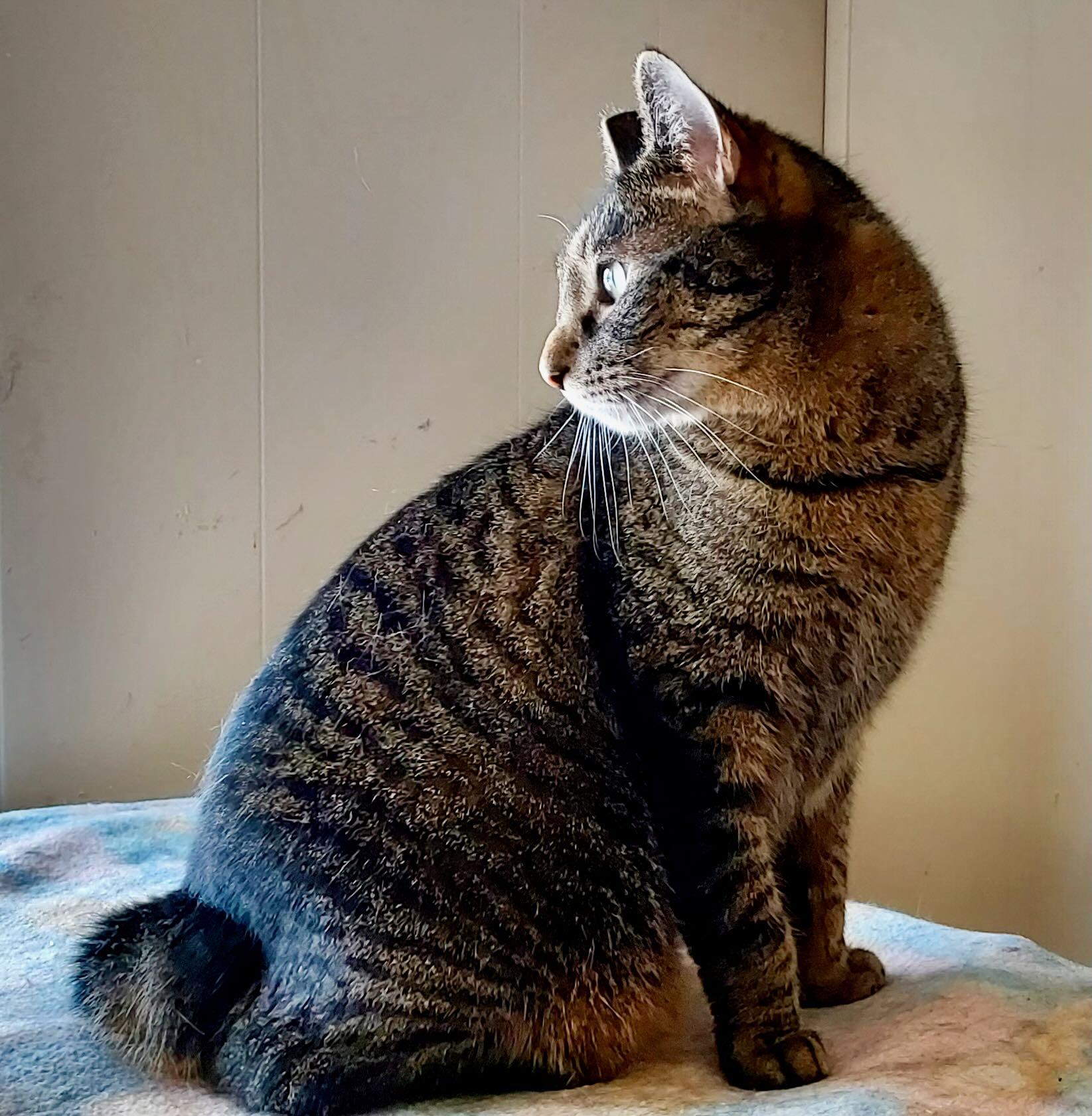 Enlarge Freddie, an adoption pending Tabby in Seattle, WA image 1/6