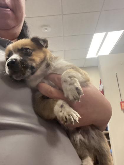 Enlarge Sambuca, a Adoptable mixed breed in North Richland Hills, TX image 1/3