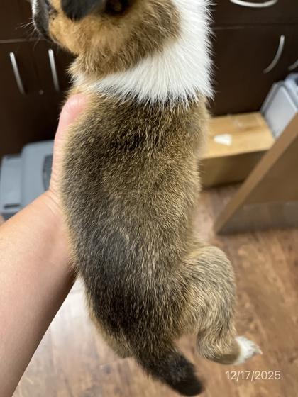 Enlarge Sambuca, a Adoptable mixed breed in North Richland Hills, TX image 2/3