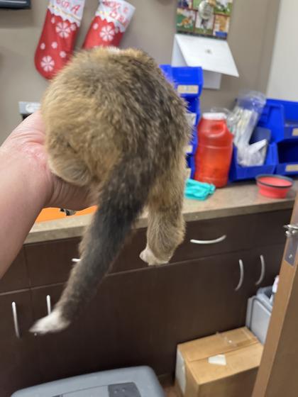 Enlarge Sambuca, a Adoptable mixed breed in North Richland Hills, TX image 3/3