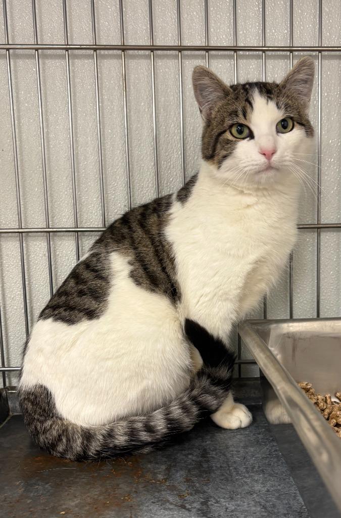 Nico, Adoptable, Young Male Domestic Short Hair.